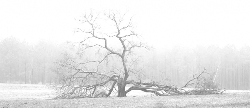 Tree in Fog.jpg